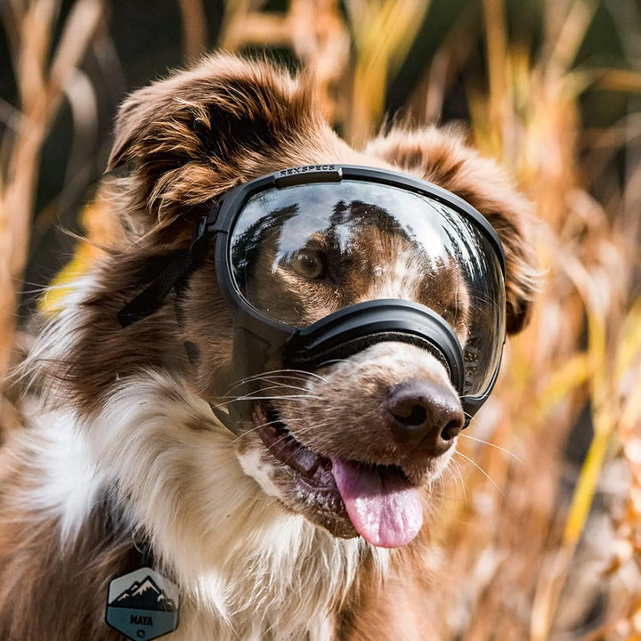 Dog sunglasses with UV protection windproof adjustable Bowlift