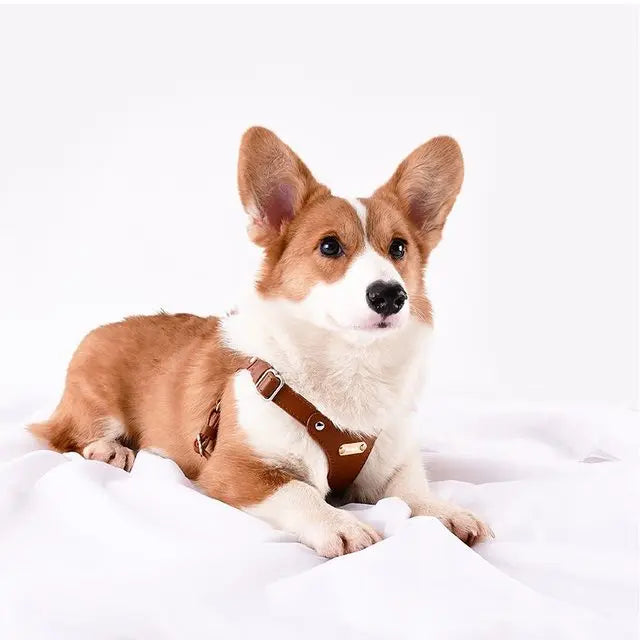 Adjustable Leather Dog Harness with Custom Engraving Bowlift