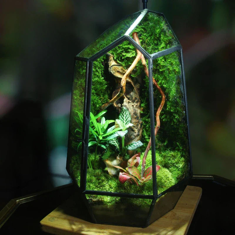 Modern Geometric Nature-Inspired Botanical Terrarium | Bowlift