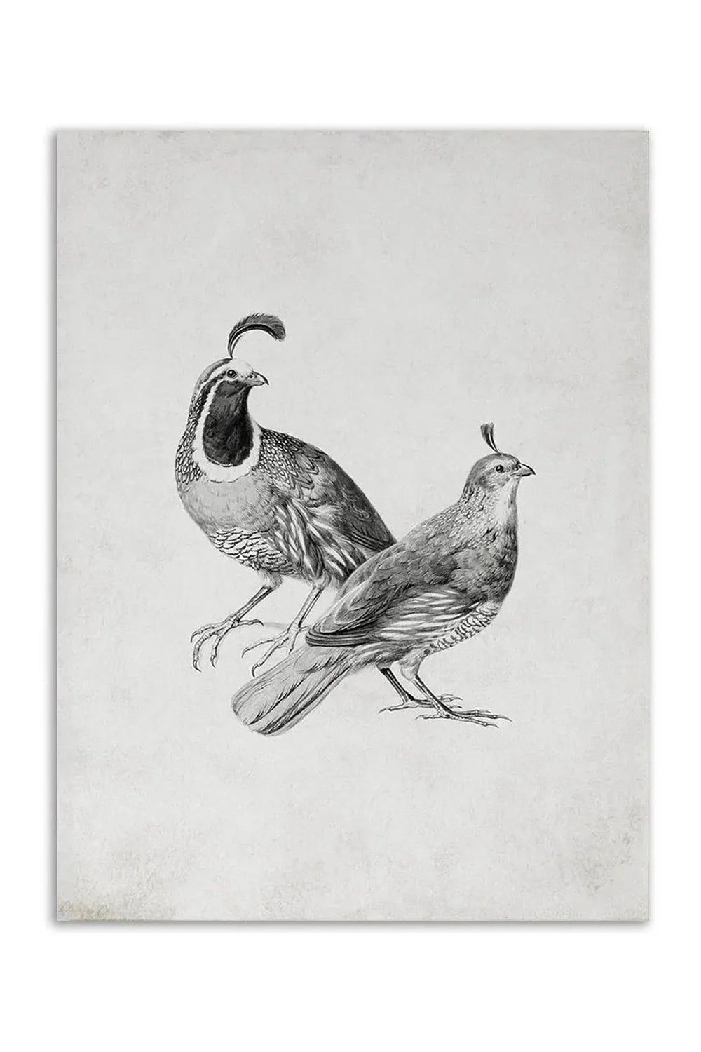 Lady Canvas Poster | Bowlift