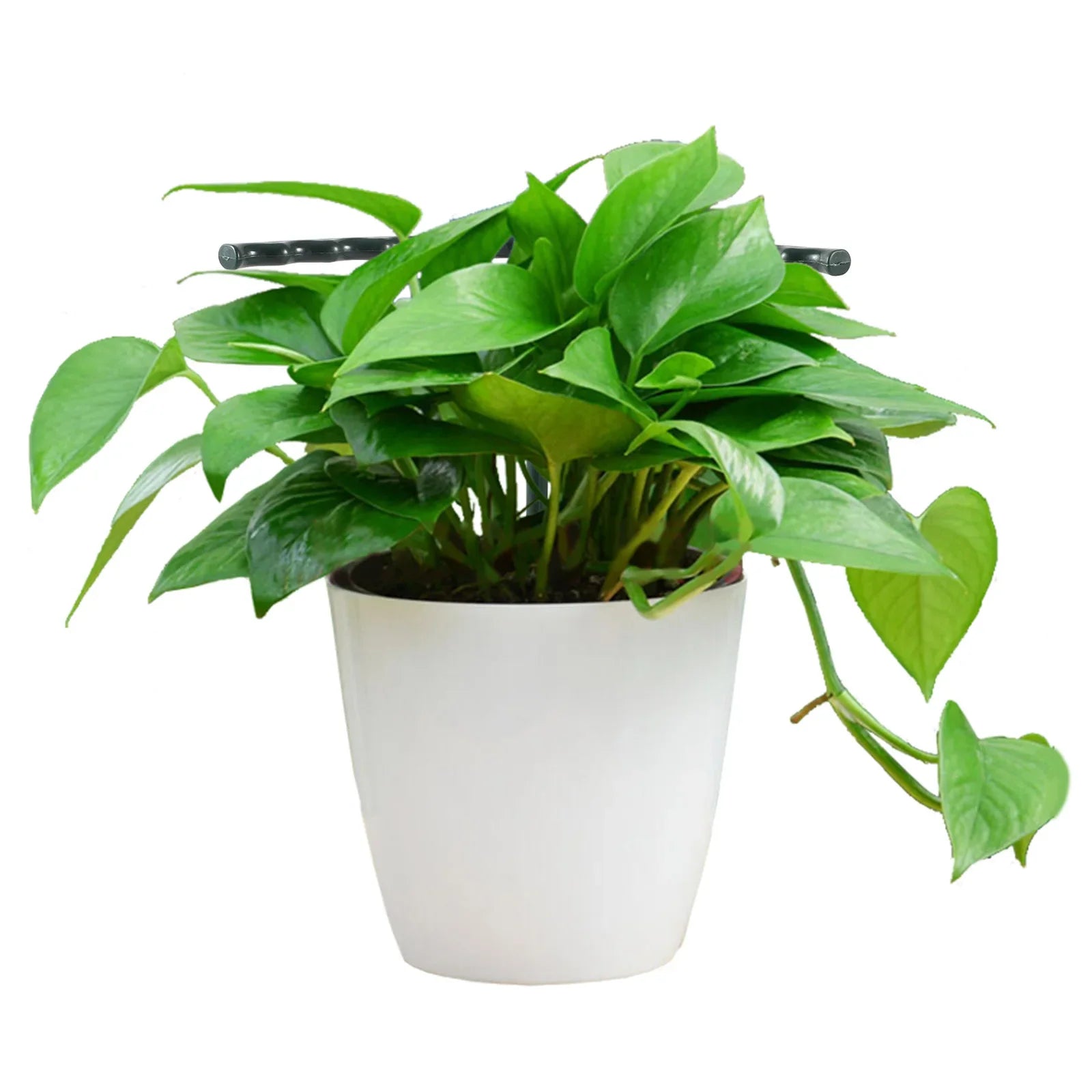 BowLift | Climbing support for plants – Robust holder with cage design for growth and stability