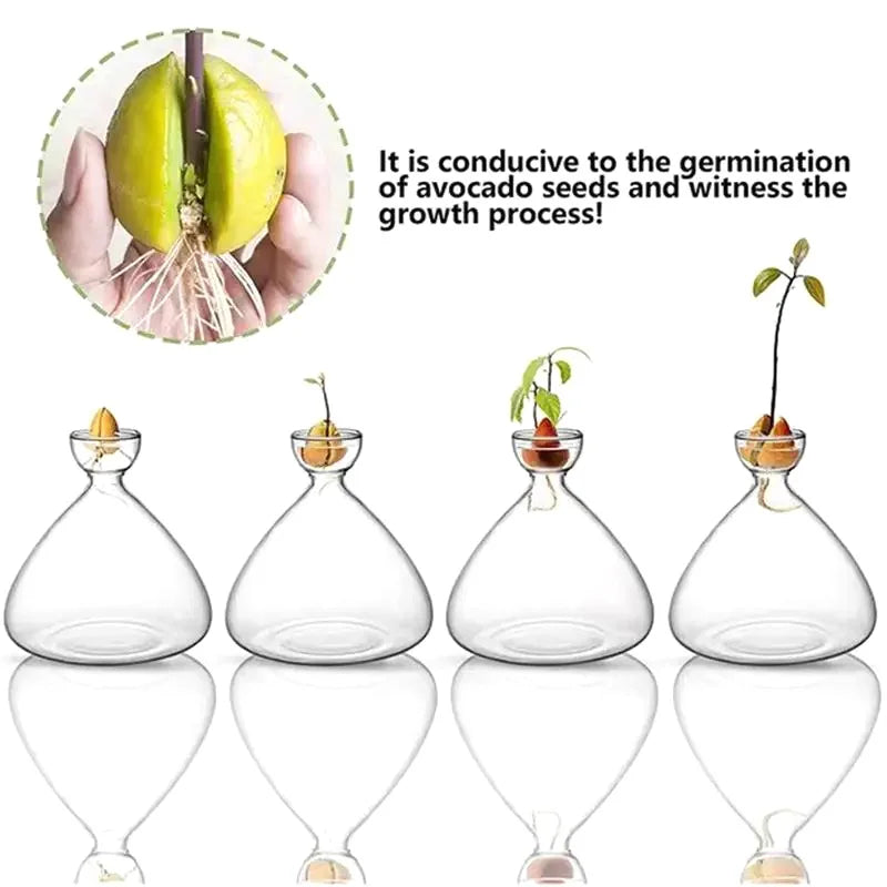 BowLift | Avocado Vase Glass | Transparent Germination Glass | Plant Container for Avocado Cultivation | 10–15 cm