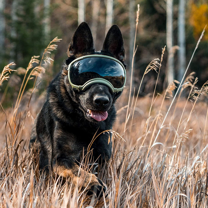 Dog sunglasses with UV protection windproof adjustable Bowlift