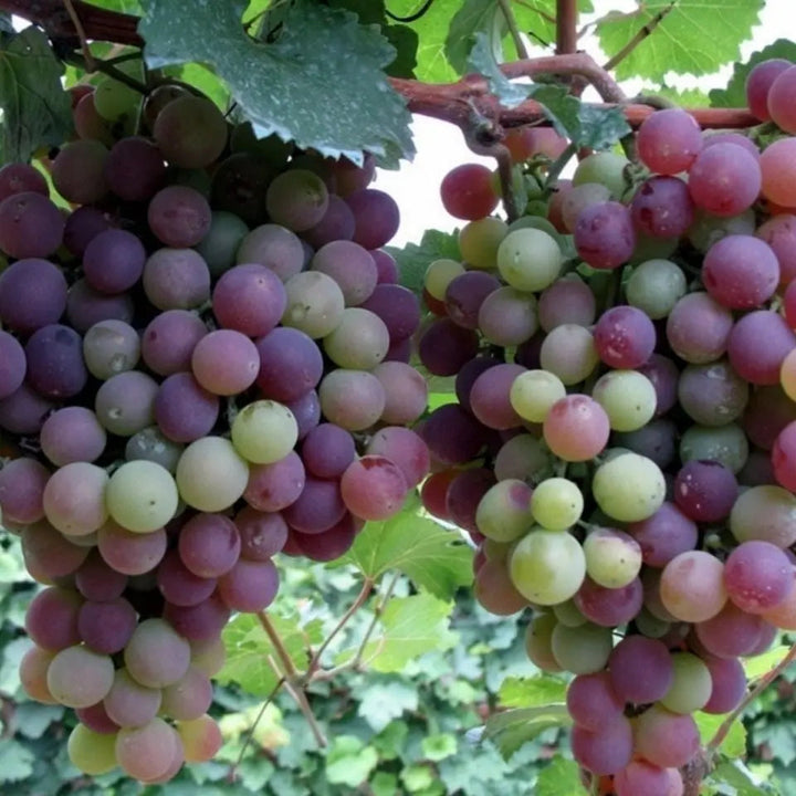 BowLift | Together for seedless grape vine – Low maintenance & no trellis required