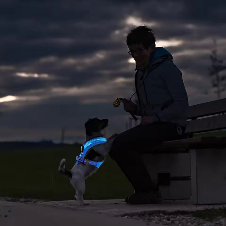 LED Dog Harness USB rechargeable & adjustable Bowlift
