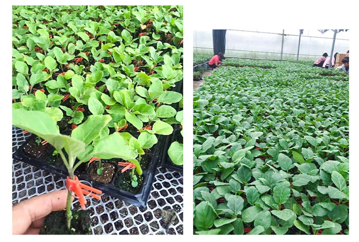 BowLift | Plastic Refinement Clips for Garden Plants – Ideal for Vegetables and Plant Care