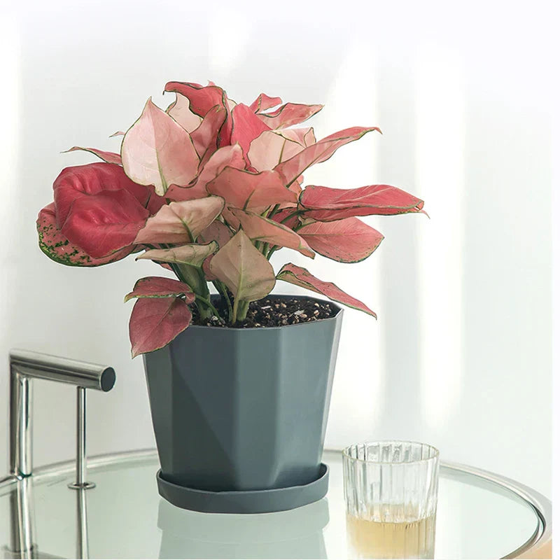 BowLift | Nordika Planter | Scandinavian Design | Durable Resin | For Plants & Decoration