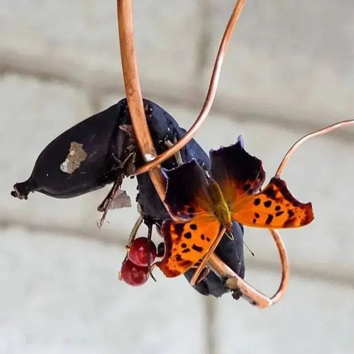 BowLift | Butterfly Banana Holder – Natural Attraction