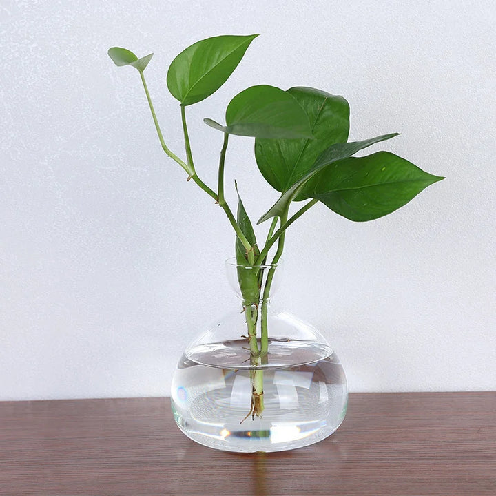BowLift | Avocado Vase Glass | Transparent Germination Glass | Plant Container for Avocado Cultivation | 10–15 cm