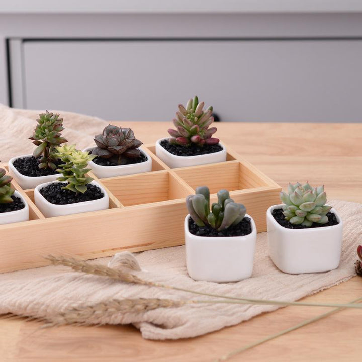 BowLift | Mini Planter Tray Set