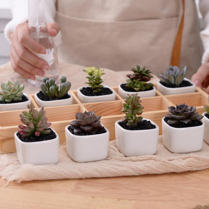 BowLift | Mini Planter Tray Set