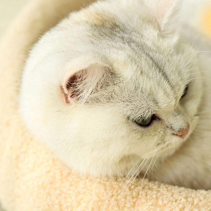 BowLift | Stylish Cat Bed with Scratching Area & Cuddly Pillow