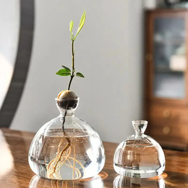 BowLift | Avocado Vase Glass | Transparent Germination Glass | Plant Container for Avocado Cultivation | 10–15 cm