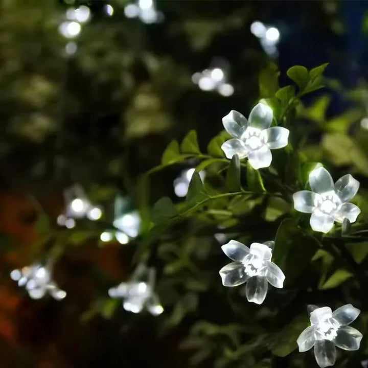BowLift | Floral glow for every day in the garden