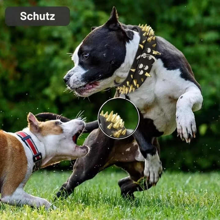 Dog collar with studs for large dogs Bowlift