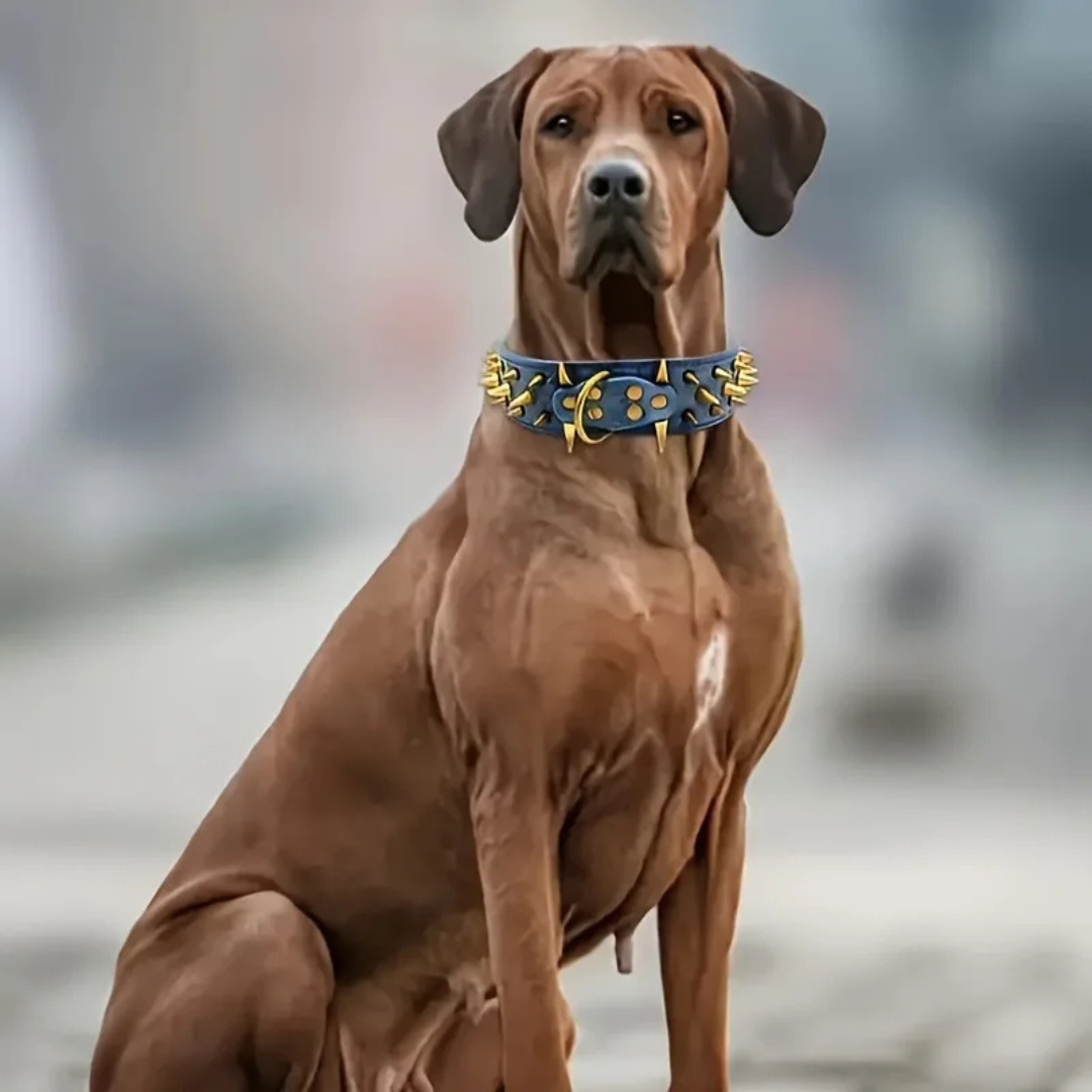 Dog collar with studs for large dogs Bowlift