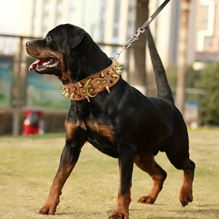 Dog collar with studs for large dogs Bowlift
