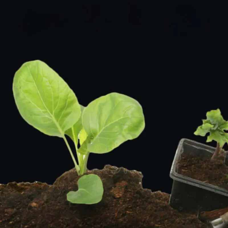 BowLift | Strong Rooting Powder for Healthy Plant Growth