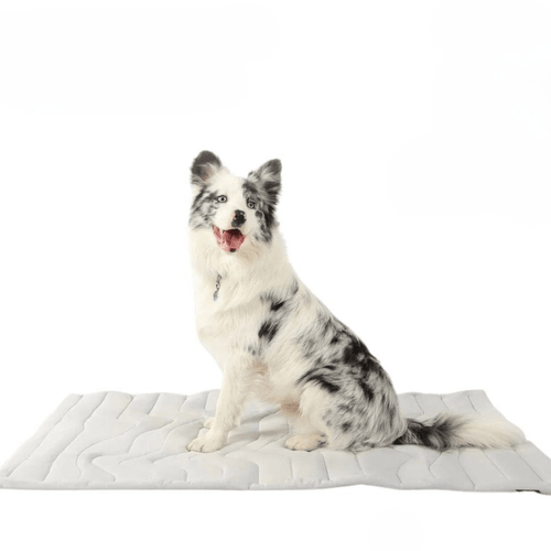 BowLift | Self-cooling dog mat for hot summer days