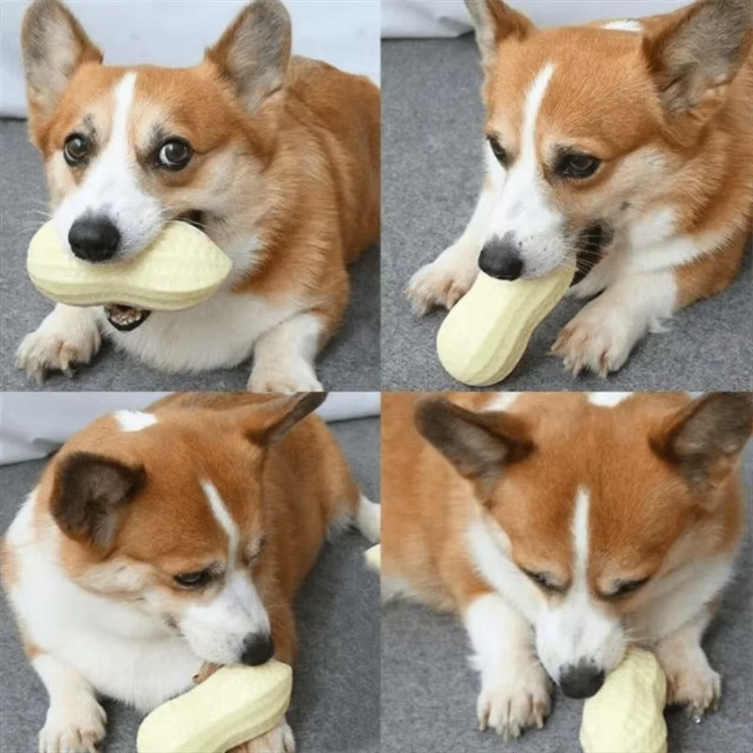 Durable squeaky peanut chew toy for dogs Bowlift