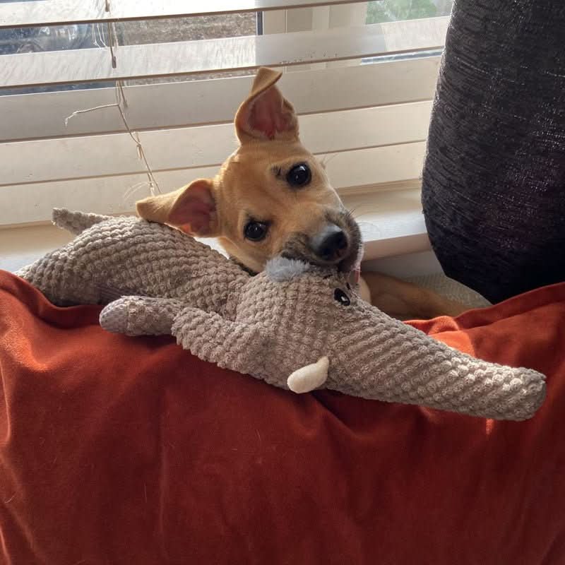 BowLift | Indestructible chew toy for small & large dogs