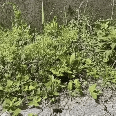 BowLift | Cordless Grass Trimmer with High-Power Battery - Lightweight Lawn Edger for Easy Yard Maintenance