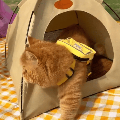 Cooling Cat Tent - CoolCat Retreat | Bowlift