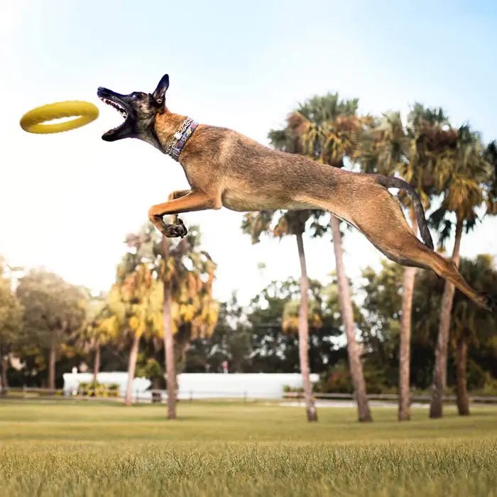 AeroFetch • Interactive Dog Toy - Interactive Dog Toy - BowLift