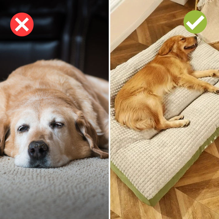 BowLift | PawHaven – For restful sleep and happy dog days