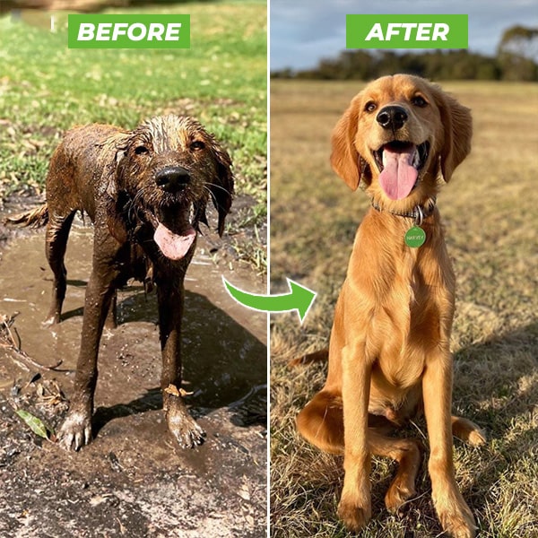 BowLift | Dogjet Pro™ - Effortlessly wash your dog in record time!