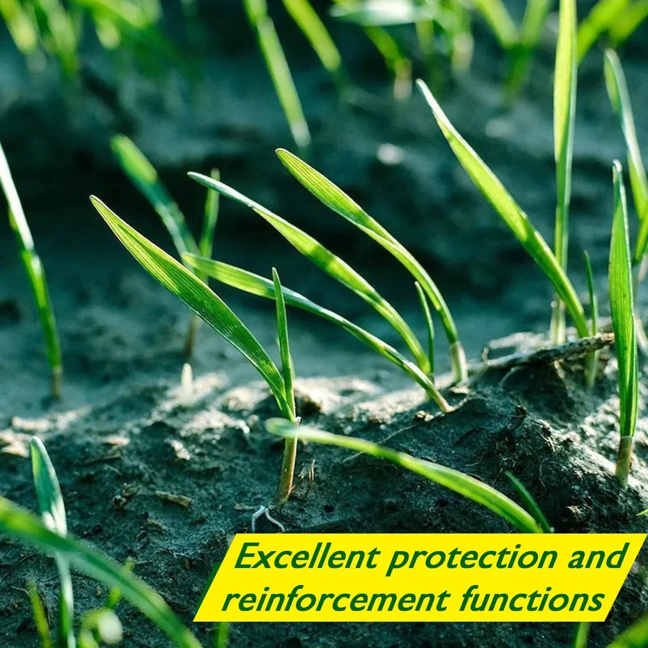 BowLift | Biodegradable Netted Grass Seed Mat | All-in-One Growth System for Quick Germination in Sun, Shade & Slopes