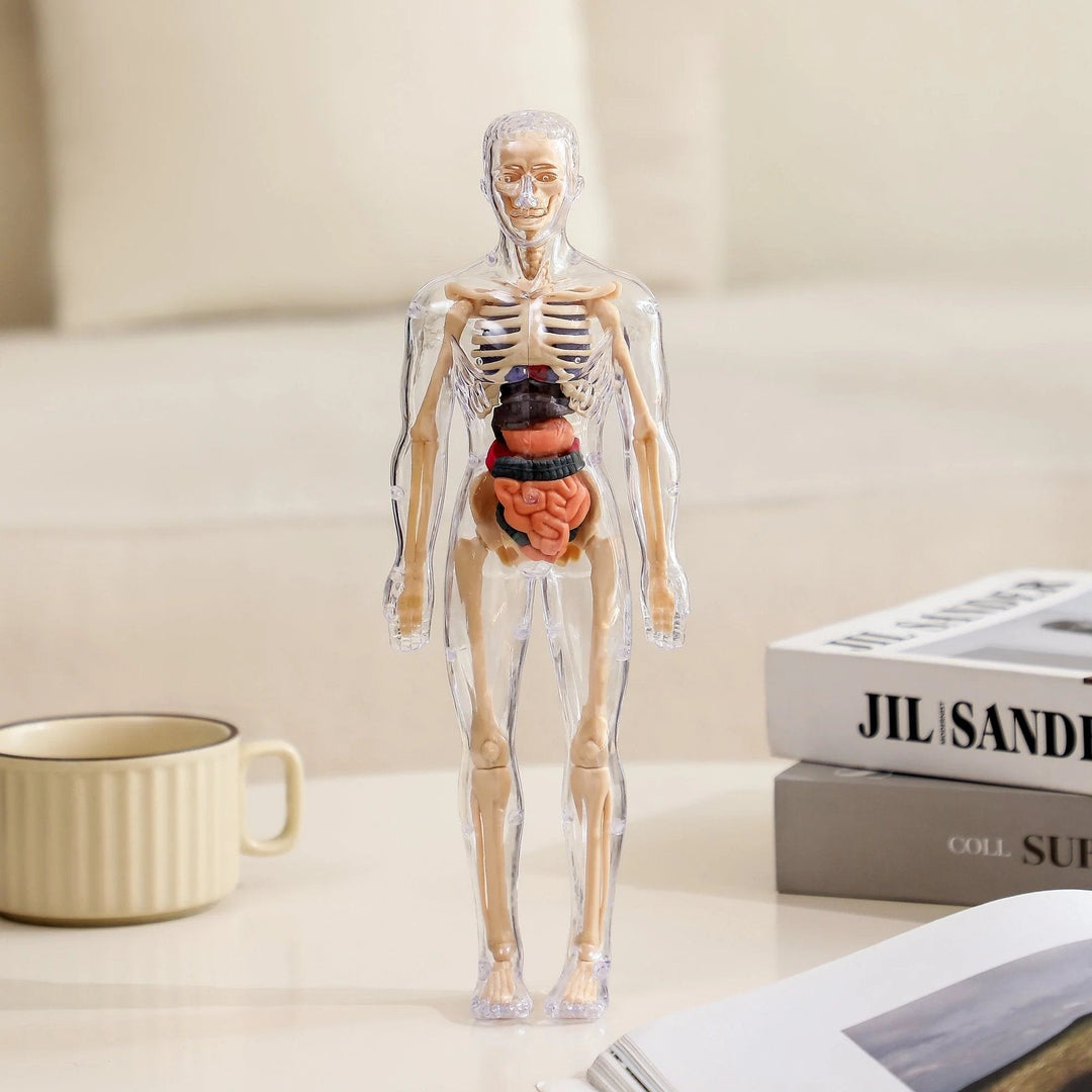 BowLift | Clear Human Body Structure Model