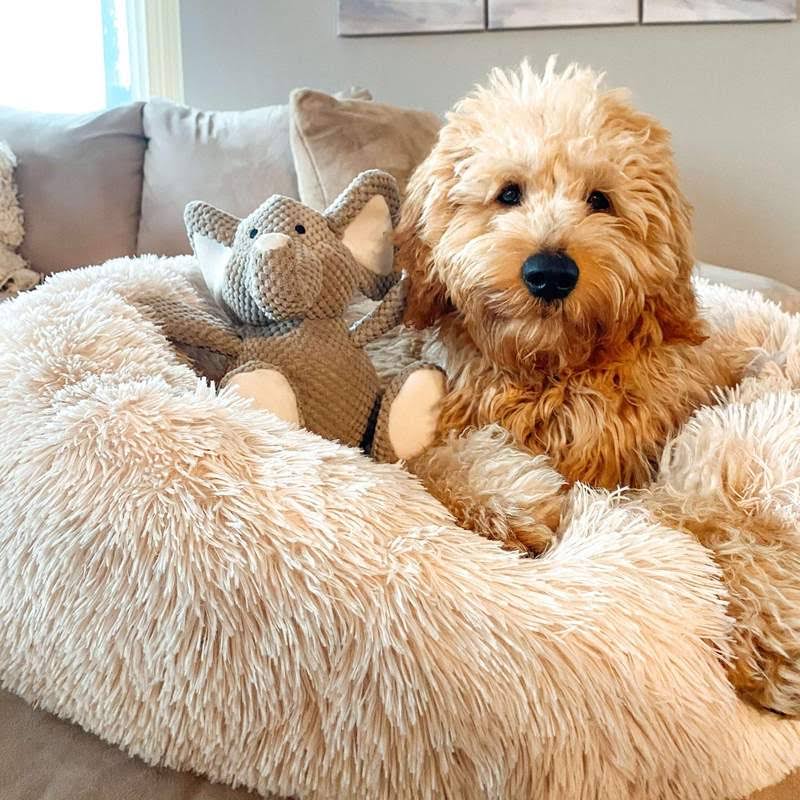 BowLift | Calming Dog Bed