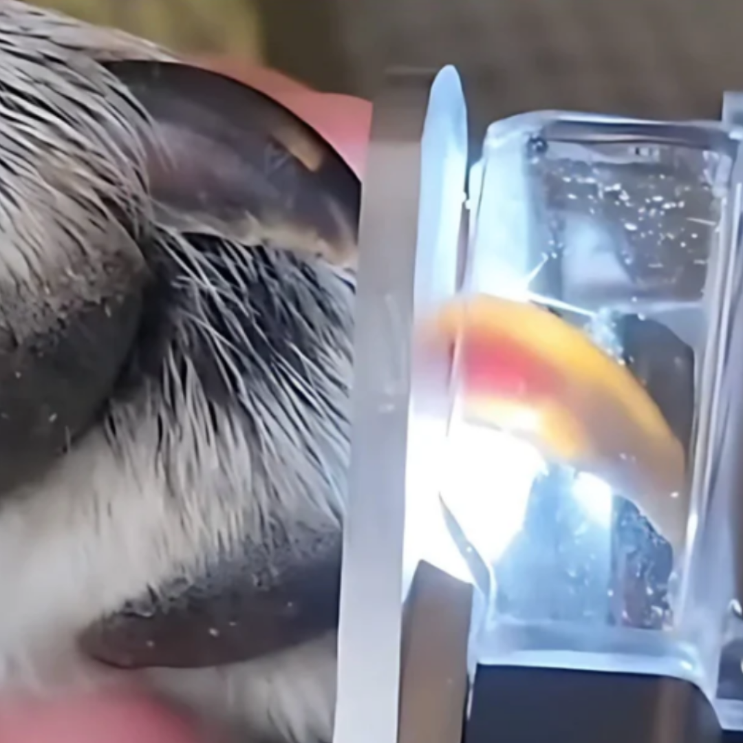BowLift | PawGlow – Safely trim your dog's nails with built-in LED light