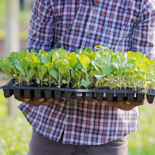 BowLift | Rectangular Plant Bowl – Seedling Tray for Efficient Germination and Growth of Seedlings