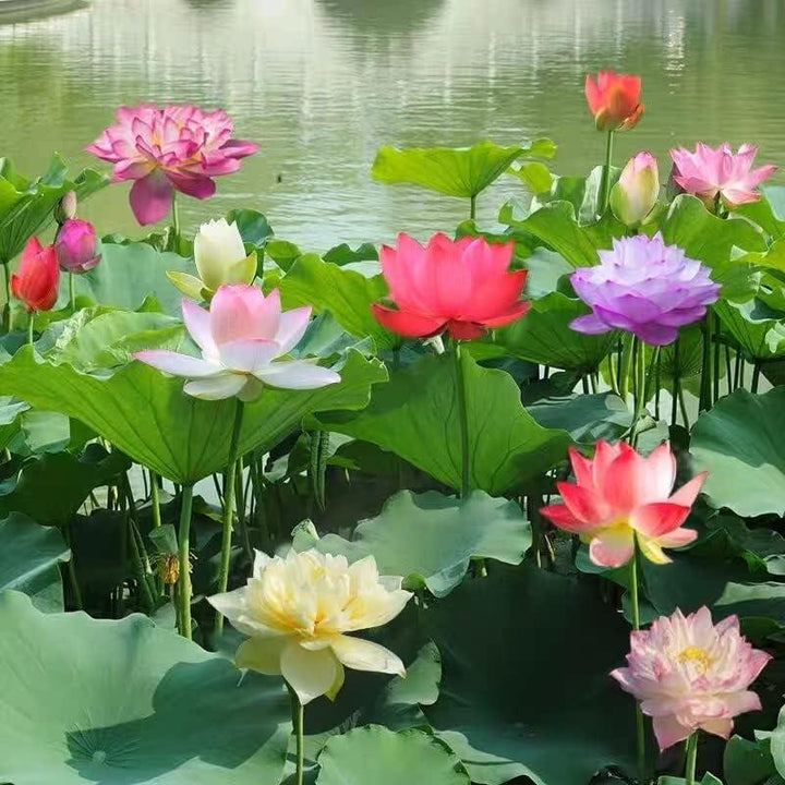 BowLift | LotusWaters – Bonsai Water Garden Seeds for Pond and Balcony