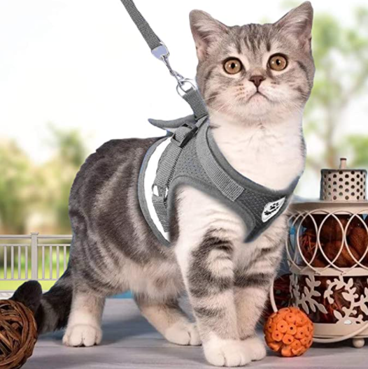 Cat Harness with Leash - AdventureKit Bowlift