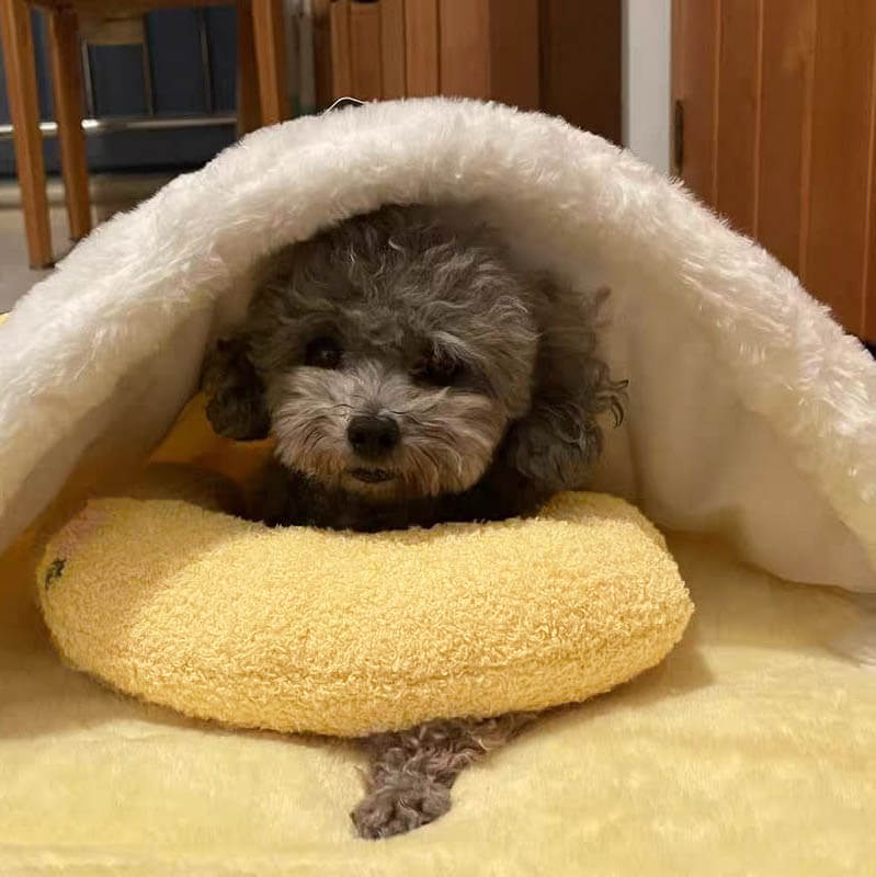 Comfortable Cushion for Dogs - CalmNest Bowlift