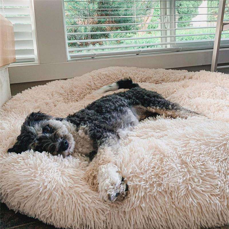 Calming Anti-Stress Dog Cushion – Nuvio Bowlift