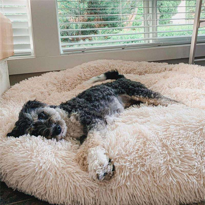 Calming Anti-Stress Dog Cushion – Nuvio Bowlift