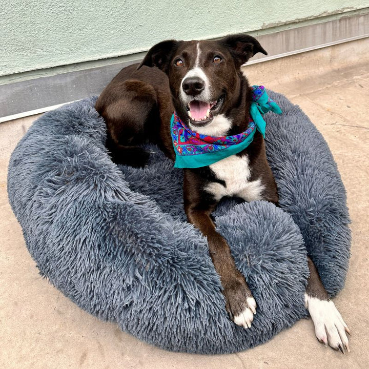 Calming Anti-Stress Dog Cushion – Nuvio Bowlift