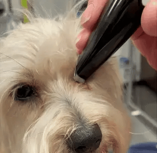 Hair clipper for stress-free grooming | Bowlift