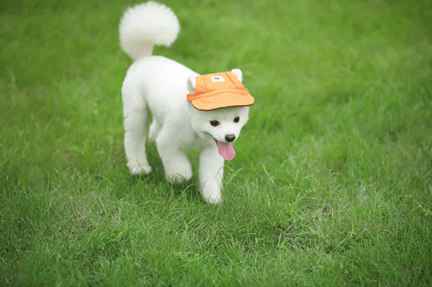 PawShade Pet Cap – Round Brim Style Bowlift