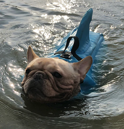 Dog Life Jacket - AquaPup Bowlift