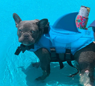 Dog Life Jacket - AquaPup Bowlift