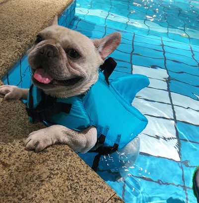 Dog Life Jacket - AquaPup Bowlift