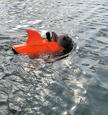 Dog Life Jacket - AquaPup Bowlift