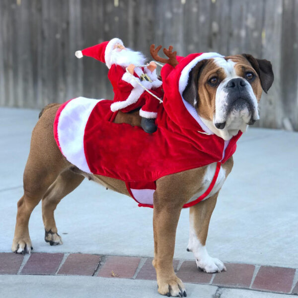 Dog Santa Claus Costume | Bowlift