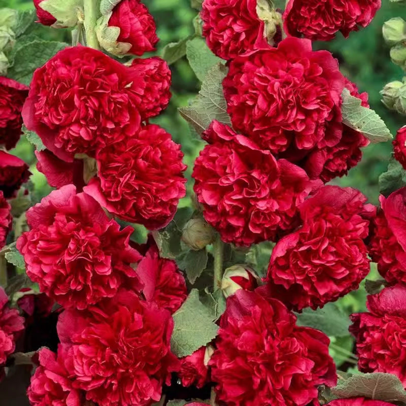 Hollyhock seeds, double, various colors