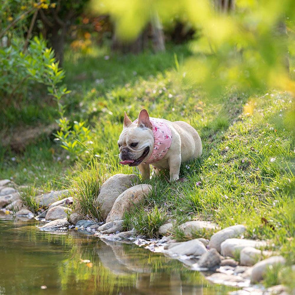 Frenchie Summer Cooling Scarf Anti-Heatstroke | Bowlift
